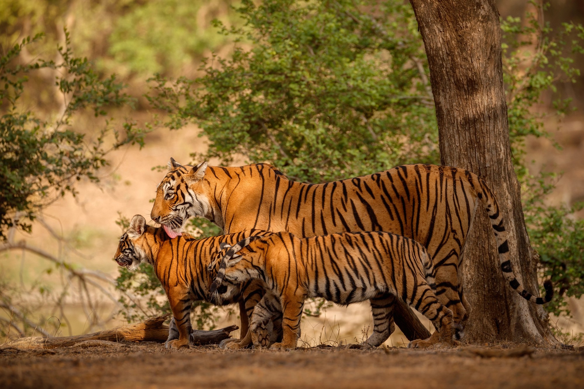 Multi-Park Wildlife Tour
